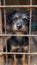 Lonely stray dog in shelter cage abandoned, hungry, and hopeful behind rusty bars