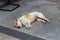 Lonely stray dog sleeping on street