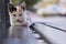 A lonely street cat lying on a bus stop bench.