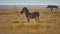 Lonely striped plains zebra standing on a colorful meadow with acacia tree in Etosha National Park, Namibia, Africa.