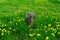 Lonely stump in the green grass and acrpet of dandelions.