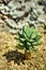 A lonely Succulent grow from sandy ground, showing toughness and strong survival instinct.