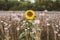 Lonely sunflower