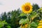 Lonely sunflower on the farm parcel. Agriculture concept