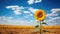 lonely sunflower in field