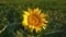 lonely sunflower in a green field. camera zoom