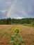 Lonely sunflower and rainbow.