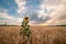 Lonely sunflower in wheat field