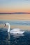 Lonely swan