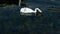 Lonely swan with an injured wing swims on Ohrid Lake