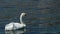 Lonely swan with an injured wing swims on Ohrid Lake