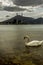 A lonely swan swimming in front of a power plant.