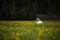 A lonely swan on a yellow flower meadow in Finland.