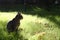 Lonely tabby cat is sitting on a grass on sunny day at summer. Homeless cat on a street