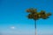 A lonely tall tree with blue sky and cloud in background.