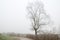 A lonely tall tree and footpath in fog