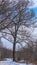 Lonely tall tree on the roadside during winter