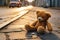 Lonely teddy bear lies on the street, longing for its owner