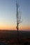 Lonely thin tree against the sunset sky