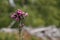 A lonely thistle in the forest