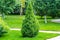 Lonely thuja, arborvitae in the garden