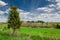 lonely thuja, juniper, cypress in a green grassy field against a beautiful blue cloudy sky