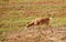 Lonely Tibetan Antelope