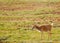 Lonely Tibetan Antelope