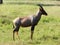 Lonely topi antelope grazing in the African savannah