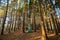 Lonely tourist tent in the autumn picturesque forest. Self-isolation in nature. Tourism concept. Dawn in a sunny forest