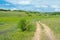 Lonely track in flowering Ukranian steppe