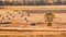 Lonely tractor harvest hay field crop stubble golden yellow orange autumn mountain background massive bulgaria technology machine