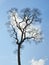 A lonely tree, against the blue sky with some clouds.