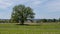 Lonely Tree on Amish Farmland