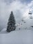 Lonely tree amongst the mountain skiers