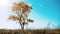 Lonely tree in autumn against a blue sky in a field. lonely tree movement beautiful autumn landscape. autumn Russia