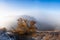 Lonely tree on autumn landscape