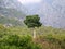 Lonely tree on a background of the Taurus Mountains