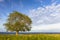 A lonely tree on a baltic sea coast, Scania county, Sweden