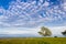 A lonely tree on a baltic sea coast, Scania county, Sweden