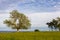 A lonely tree on a baltic sea coast, Scania county, Sweden