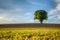 Lonely Tree in the bavarian forest