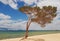 Lonely tree on bay, view of alone pine tree on shore of lake Baikal, Russia.