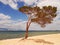 Lonely tree on bay, view of alone pine tree on shore of lake Baikal, Russia.