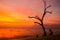 Lonely tree on the beach