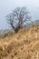 A lonely tree with beautiful branches in the mist in tumgling