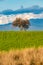 Lonely tree beautiful green meadow dramatic sky