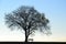 Lonely tree and bench