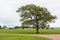 Lonely tree, bench, grass, road, and sky