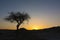 Lonely Tree Black Silhouette Africa Savanna Nature Sunset Landscape Vew Background Backdrop